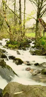 Serene forest stream with lush greenery and flowing water.