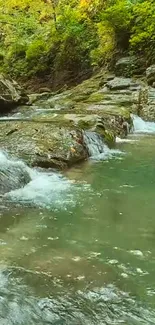 A tranquil forest stream flows over rocks in lush green surroundings.