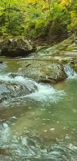 Serene forest stream with lush greenery and flowing water.