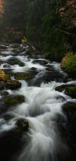 Serene forest stream with flowing water and lush greenery.