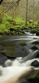 Serene forest stream with mossy rocks and flowing water.