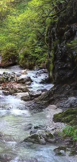 Tranquil stream in lush green forest setting.