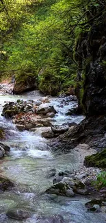 Serene forest stream with lush green surroundings.