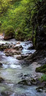 Serene forest stream flowing through lush greenery.