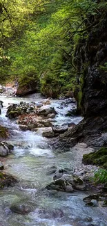 Serene forest stream with lush greenery surrounding the flowing water.