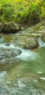 Serene forest stream with lush green surroundings and flowing water.