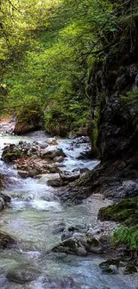 A serene forest stream flowing through lush greenery, perfect for mobile wallpaper.