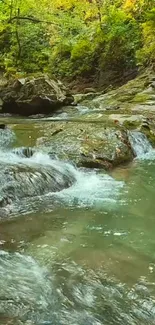 Serene forest stream with lush green surroundings and smooth flowing water.