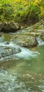 Serene forest stream with lush greenery and flowing water.