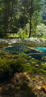 Overwater view of a lush forest stream.