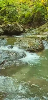 A tranquil forest stream flowing over rocks in a lush green woodland setting.