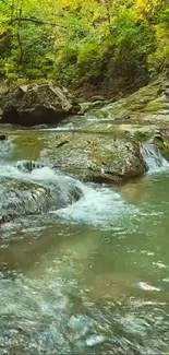 Serene forest stream with lush greenery and flowing water.