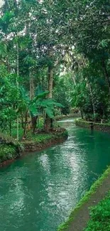 Lush forest with a calm stream flowing through the greenery.