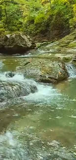 Serene creek flowing through lush green forest setting.