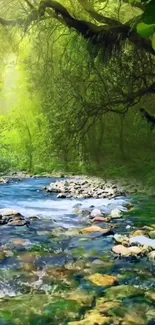 Serene forest stream surrounded by lush green trees.