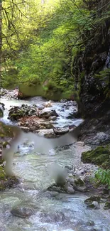 Serene forest stream with lush greenery and flowing water in a tranquil setting.