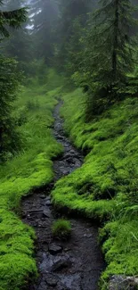 Lush forest with a tranquil stream flowing through vibrant greenery.