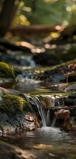 Serene forest stream flowing over mossy rocks with sunlight filtering through trees.