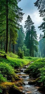 A serene forest stream with lush green trees and a tranquil atmosphere.