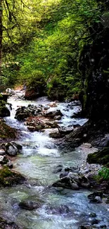 Serene forest stream with lush greenery and flowing water.