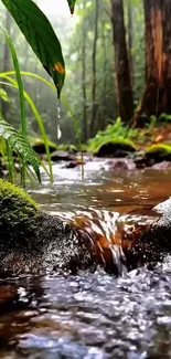 Serene forest stream with lush greenery and a small waterfall.