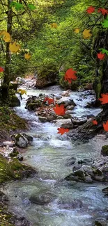 Serene stream flowing through lush forest with rocky formations.