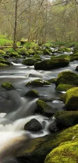 Serene forest stream with moss-covered rocks.