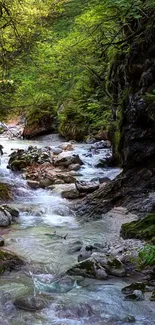 Serene forest stream with vibrant green foliage and flowing water.