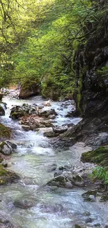 Serene forest stream with lush greenery and flowing water.