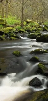 Serene forest stream with lush greenery and flowing water in the background.