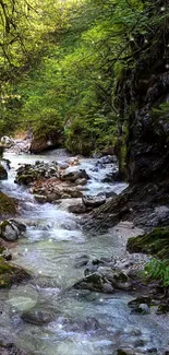 Tranquil forest stream amid lush greenery, perfect for wallpaper.