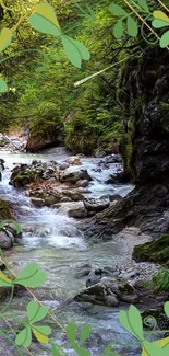 Tranquil forest stream with lush greenery and rocks, perfect for mobile wallpaper.