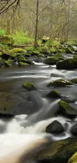 Serene forest stream with mossy rocks and gentle water flow.