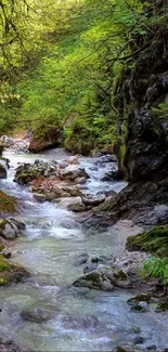 Serene forest stream with lush greenery and peaceful scenery.