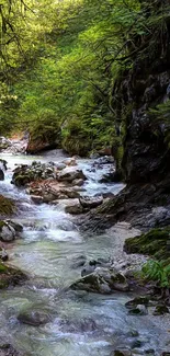 Serene forest stream with lush greenery and flowing water.