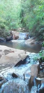 Serene forest stream with lush greenery and flowing water.