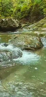 Serene forest stream in lush greenery.