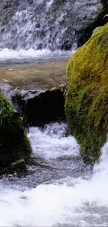 Flowing stream in a lush green forest setting.