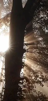 Sunlight filtering through forest trees creating a serene and peaceful scene.