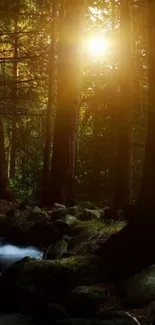 Sunlit forest with a stream flowing through lush green trees.