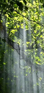 Green forest with sunbeams shining through leaves.