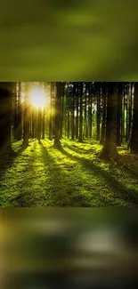 Sunlit forest scene with green trees and a serene atmosphere.