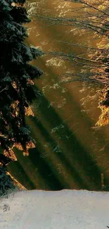 Snowy forest path with golden sunlight filtering through the trees.