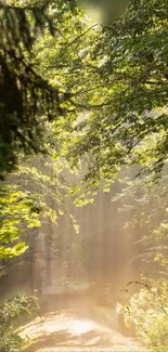 Sunlit forest path with lush green trees and serene atmosphere.