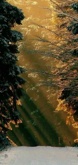Forest path with golden sunlight filtering through snowy trees.