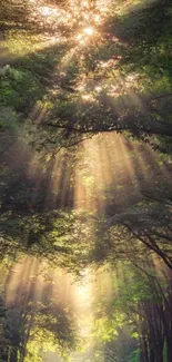 Sunlit forest path with rays through trees, creating a tranquil nature scene.