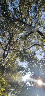 Sunlight filtering through forest trees with blue sky background.