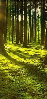 Sunlight filtering through a lush forest with green mossy ground.