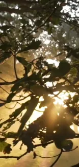 Sunlight filters through green leaves in a serene forest setting.