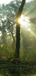 Sunlight filtering through lush forest trees wallpaper.